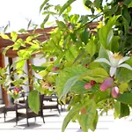 Hotel Terra Dei Limoni 3*