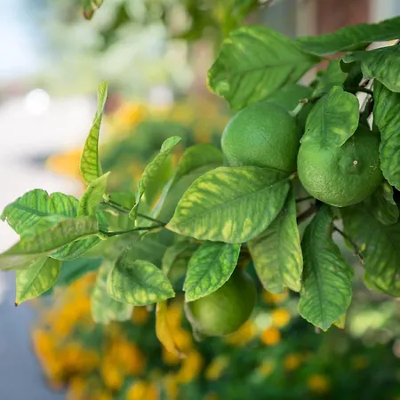 Terra Dei Limoni Lido di Noto