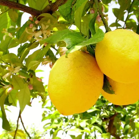 Terra Dei Limoni Hotel